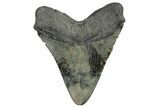 Fossil Megalodon Tooth - South Carolina #226646-2